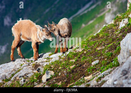 Alpensteinbock (Capra Ibex, Capra Ibex Ibex), zwei Jungtiere im Wandel der Pelz spielen auf einer Klippe, der Schweiz, Alpstein Säntis Stockfoto