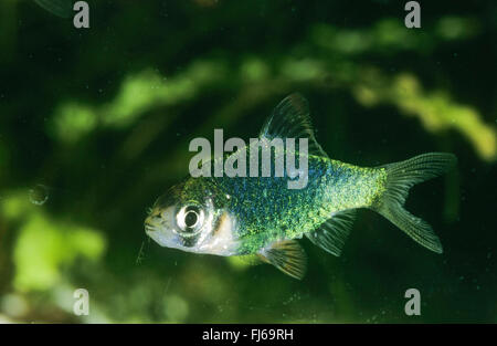 Sumatra Widerhaken, Tiger Barb (Puntigrus Tetrazona, Pontius Tetrazona, Barbus Tetrazona, Capoeta Tetrazona), Schwimmen Stockfoto