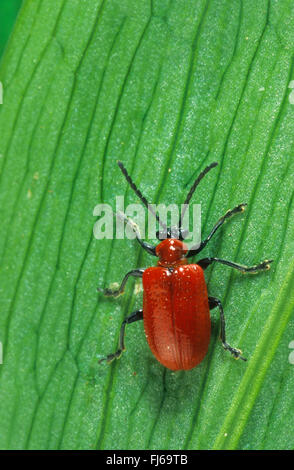 Scarlet Lily Käfer, Käfer rote Lilie, Lily Getreidehähnchen, Lily Käfer (Lilioceris Lilii), sitzt auf einem Blatt, Deutschland Stockfoto