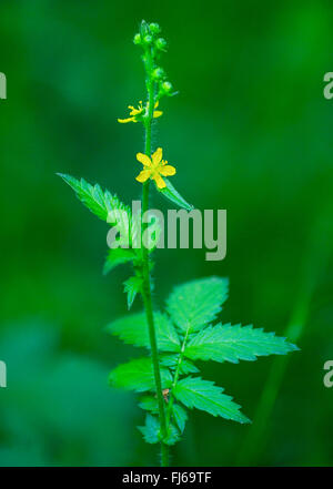 gemeinsamen Agrimony, europäischen Groovebur (Agrimonia Eupatoria), blühen, Oberbayern, Oberbayern, Bayern, Deutschland Stockfoto