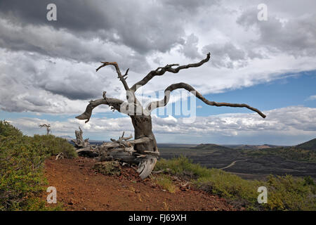 IDAHO - Wurzeln einen umgestürzten Baum nahe dem Gipfel des Inferno-Kegel im Krater des Moon National Monument and Preserve. Stockfoto