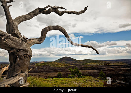 IDAHO - Wurzel aus umgestürzten Baum in der Nähe von Gipfel des Inferno-Kegel mit gebrochen oben in Ferne; Krater des Moon National Monument. Stockfoto