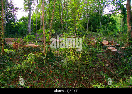 Holz Stamm und Baum Stubs in einer Lichtung, Deutschland Stockfoto