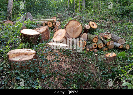 Holz Stamm und Baum Stubs in einer Lichtung, Deutschland Stockfoto