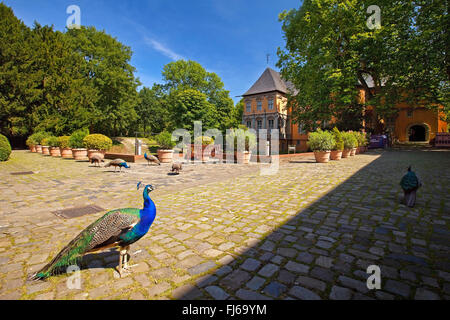 Gemeinsamen Pfauen, indischen Pfauen, blaue Pfauen (Pavo Cristatus) vor Schloss Rheydt, Mönchengladbach, Nordrhein-Westfalen, Niederrhein, Mönchengladbach Stockfoto