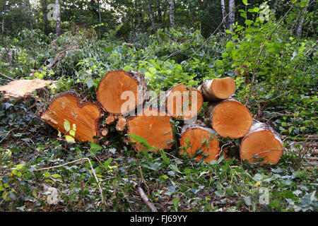 gemeinsamen Birke, Birke, Europäische weiße Birke, weiß-Birke (Betula Pendel, Betula Alba) Holzstamm eine alte Birke, Deutschland Stockfoto