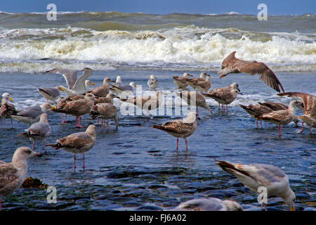 Silbermöwe (Larus Argentatus), Möwen unreifen Hering an der niederländischen Nordseeküste, Niederlande Stockfoto