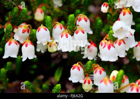 Mertens Berg-Heather, westlichen Moos-Heather, am weißen Berg-Heather (Cassiope Mertensiana), Blumen, Kanada, British Columbia, Mount Revelstoke National Park Stockfoto