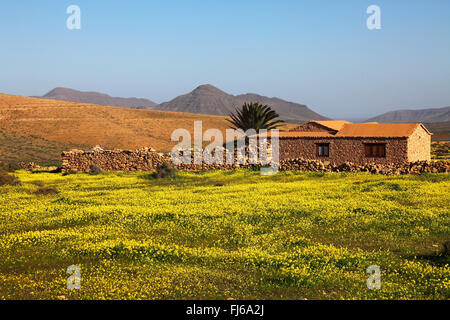 Tiscamanita, Meer von Blüten, Kanarischen Inseln, Fuerteventura Stockfoto