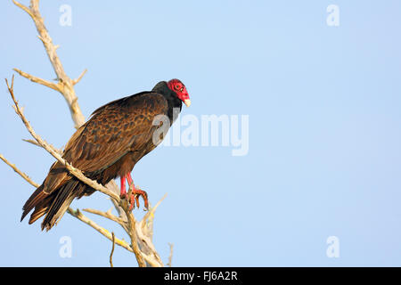 Türkei Vulture (Cathartes Aura), sitzt auf einem Baum, USA, Florida, Merritt Island Stockfoto