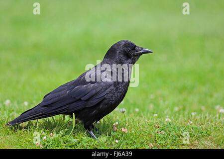 Nordwestliche Krähe (Corvus Caurinus), steht auf einer Wiese, Kanada, Vancouver Stockfoto