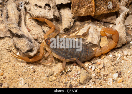Mediterranean kariert Skorpion (Mesobuthus Gibbosus), auf sandigem Boden, Griechenland, Peloponnes Stockfoto