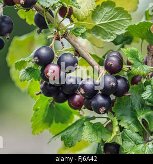 Stachelbeere Johannisbeere (Ribes Nidigrolaria "Josta", Ribes Nidigrolaria Josta), Johannisbeeren, Stachelbeeren Stockfoto