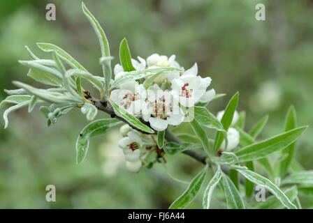 Willow-leaved Birne, Willow Endivie Birne, Willowleaf Birne, weinend Birne (Pyrus Salicifolia), blühenden Zweig, Deutschland, Sachsen Stockfoto