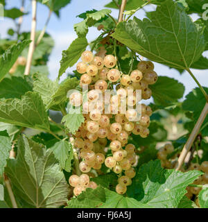 Weiße Johannisbeere (Ribes Rubrum 'Zitavia', Ribes Rubrum Zitavia), Sorte Zitavia Stockfoto