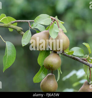 Gemeinsamen Birne (Pyrus Communis 'Uta', Pyrus Communis Uta), per auf einem Baum, Sorte Uta, Deutschland Stockfoto