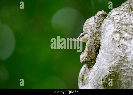 Eurasische Kleiber (Sitta Europaea), auf der Suche ein Astloch, Oberbayern, Oberbayern, Bayern, Deutschland Stockfoto