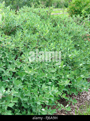 Blau-Kreuzungen Geißblatt, Bluefly Geißblatt, Sweetberry Geißblatt (Lonicera Caerulea 'Blue Velvet', Lonicera Caerulea Blue Velvet), Sorte Blue Velvet, Deutschland Stockfoto