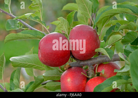 Apfelbaum (Malus Domestica 'Elstar van der Grift', Malus Domestica Elstar van der Grift), Aplles auf einem Baum, Sorte Elstar van der Grift, Deutschland Stockfoto