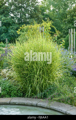 Chinesische Silber Zebra Rasen, Rasen, Sorte, Tigergras (Miscanthus Sinensis 'Strictus', Miscanthus Sinensis Strictus) Strictus, Deutschland, Nordrhein-Westfalen Stockfoto