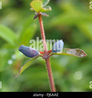 Blau-Kreuzungen Geißblatt, Bluefly Geißblatt, Sweetberry Geißblatt (Lonicera Caerulea "Balalaika", Lonicera Caerulea Balalaika), Früchte der Sorte Balalaika, Deutschland Stockfoto