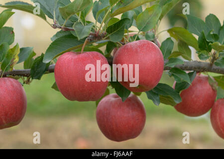 Apfelbaum (Malus Domestica "Mondial Gala", Malus Domestica Mondial Gala), Aplles auf einem Baum, Sorte Mondial Gala, Deutschland Stockfoto