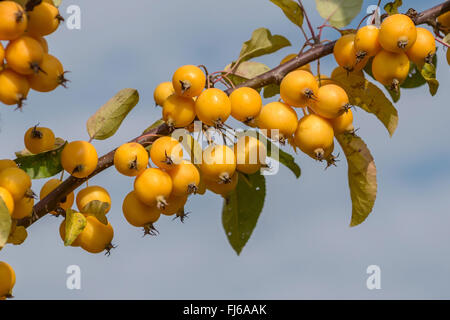 Holzapfel (Malus Zumi 'Golden Hornet', Zumi Malus Golden Hornet), Früchte der Sorte Golden Hornet, Deutschland, Bayern Stockfoto