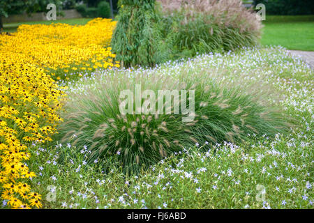 Brunnen-Rasen (Lampenputzergras Alopecuroides 'Hameln', Lampenputzergras Alopecuroides Hameln), Sorte Hameln mit Rudbeckia, Deutschland, Nordrhein-Westfalen Stockfoto