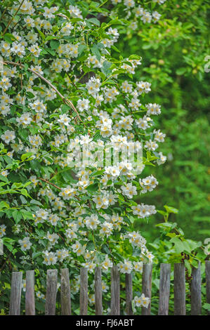 Syringa, süße Mock-Orange (Philadelphus Coronarius), blühen, Deutschland Stockfoto