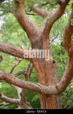 Japanische rot-Kiefer (Pinus Densiflora), Stamm, Japan, Honshu Stockfoto