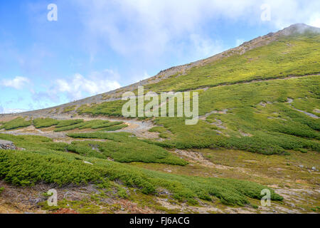 Japanischer Pinien (Pinus Pumila), in den japanischen Alpen, Japan Honshu Zwerg Stockfoto