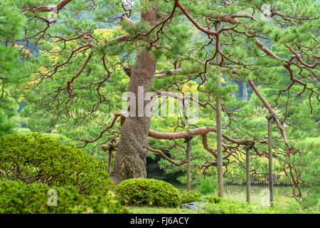 Japanische rot-Kiefer (Pinus Densiflora), in einem japanischen Garten, Honshu, Japan, Tokyo, Rikugien Garten Stockfoto