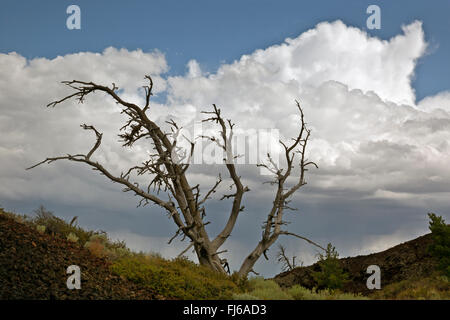 IDAHO - Gewitterwolken und ein toter Baum auf der North Crater Trail im Krater des Moon National Monument and Preserve. Stockfoto