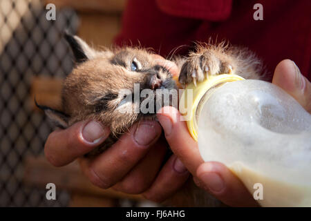 Karakal (Caracal Caracal, Felis Caracal), Karakal Welpe erzogen auf der Flasche, Südafrika Stockfoto