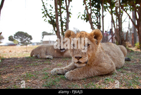 Löwe (Panthera Leo), zwei Löwenbabys liegen im Schatten auf dem Boden, Südafrika Stockfoto