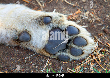 Löwe (Panthera Leo), Löwenjunges, unten von einem Löwen Fuß, Südafrika Stockfoto