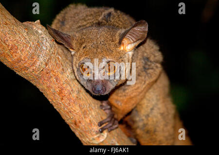 Senegal Bush Baby, weniger Bush Baby, Senegal-Galago (Galago Senegalensis), sitzt auf einem Ast, am Abend, Südafrika Stockfoto