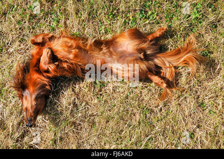 Langhaar Dackel Langhaar Dackel, Haushund (Canis Lupus F. Familiaris), Langhaar Dackel auf der Rückseite auf einer Wiese liegen und Sonnenbaden Stockfoto