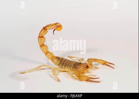 Fattailed Skorpion, Fett-tailed Skorpion, afrikanische Fett-tailed Skorpion (Androctonus Amoreuxi) Verteidigung Haltung Stockfoto