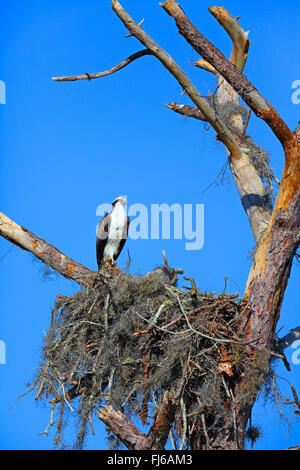 Fischadler, Fisch Hawk (Pandion Haliaetus), sitzt an seiner Nest, USA, Florida, Kissimmee Stockfoto