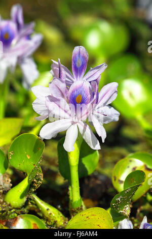 Waterhyacinth, gemeinsame Wasserhyazinthe (Eichhornia Crassipes), Blume, USA, Florida Stockfoto