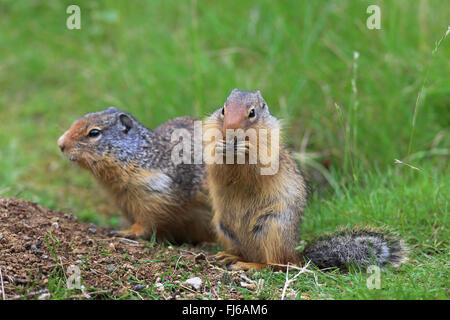 Kolumbianische Grundeichhörnchen (Spermophilus Columbianus), paar vor Höhle, Kanada, Alberta Banff National Park Stockfoto