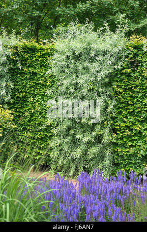 Willow-leaved Birne, Willow Endivie Birne, Willowleaf Birne, weinend Birne (Pyrus Salicifolia), als Bestandteil einer Hecke, Niederlande Stockfoto