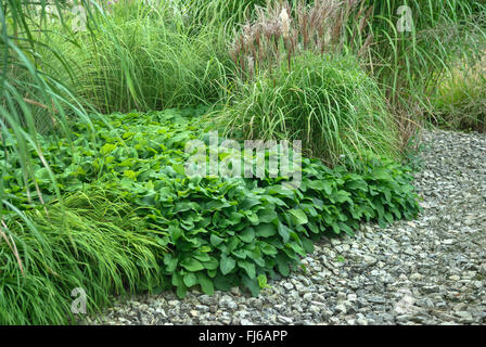 Beinwell (Symphytum Grandiflorum), Zwerg Blätter im Sommer, Deutschland Stockfoto