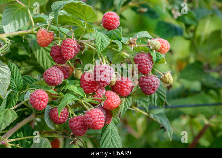 Europäische Rote Himbeere (Rubus Idaeus 'Comtesse', Rubus Idaeus Comtesse), Himbeeren Sorte Comtesse auf einem Busch, Deutschland Stockfoto