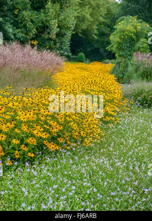 Goldene Sonnenhut (Rudbeckia Fulgida 'Goldsturm', Rudbeckia Fulgida Goldsturm), Chinaschilf (Miscanthus Sinensis 'Kleine Fontäne'), Deutschland, Nordrhein-Westfalen Stockfoto