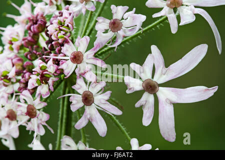 Kuh Pastinake, gemeinsame Bärenklau, Bärenklau, American Kuh-Pastinak (Heracleum Sphondylium), Blumen, Deutschland Stockfoto