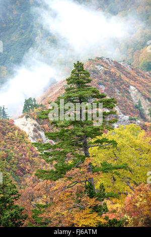 Japanische weiße Kiefer (Pinus Parviflora), in einem Autum Wald, Japan Honshu, Hakusan Nationalpark Stockfoto