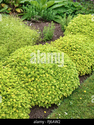 wilde Origanum, wilden Majoran (Origanum Vulgare 'Aureum'. Origanum Vulgare Aureum), Sorte Aureum, Vereinigtes Königreich, England Stockfoto