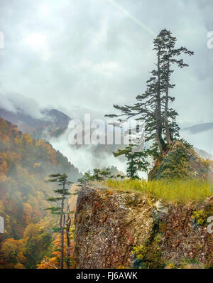 Japanische weiße Kiefer (Pinus Parviflora), in einem Autum Wald, Japan Honshu, Hakusan Nationalpark Stockfoto